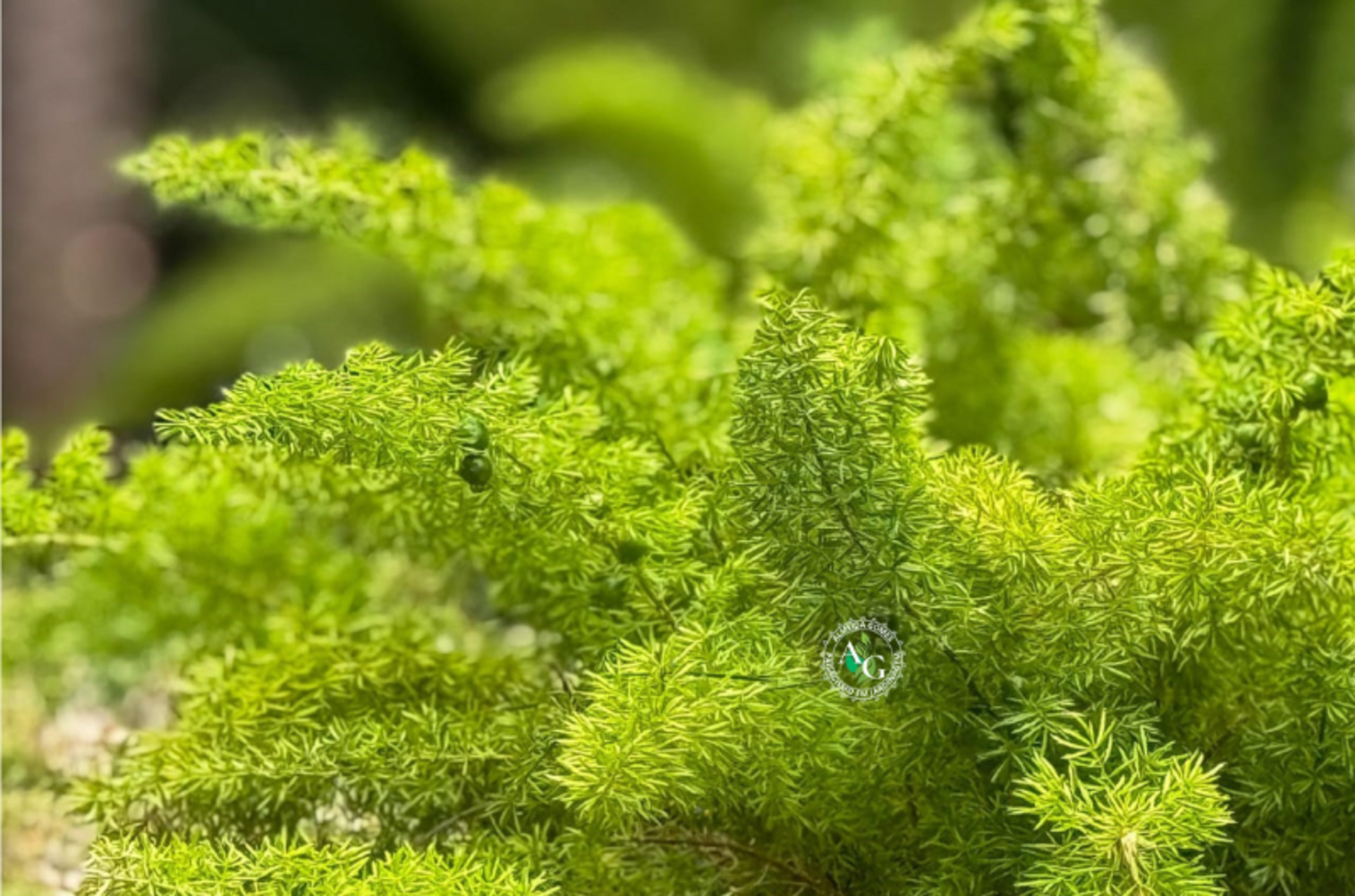 Paisagem 1 - Mais de 5 anos de Excelência