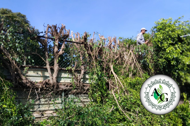 poda de arvore